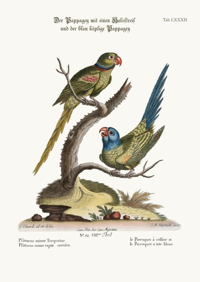 The Ring Parrakeet, and the Blue-headed Parrakeet by George Edwards